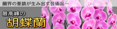 �ǹ����θ�ĳ��