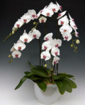 ��ĳ�� 5��Ω�� [����̵��]