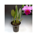 Lc. Irene Finney ��Ingrid ��HCC/AOS