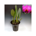 C. Irene Holguin 'Sunrise'