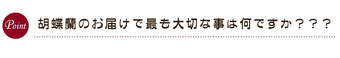 胡蝶蘭のお届けで最も大切な事は何ですか？？？