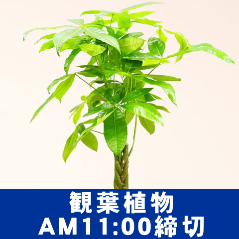 観葉植物