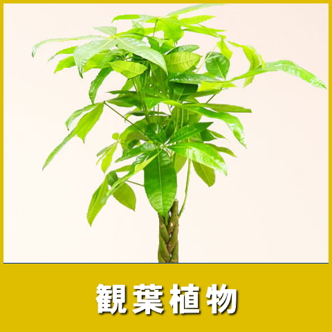 観葉植物