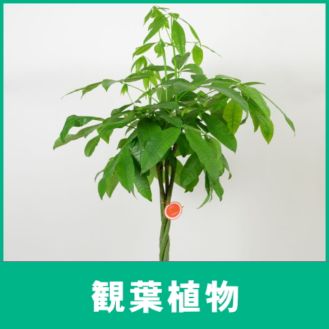 観葉植物