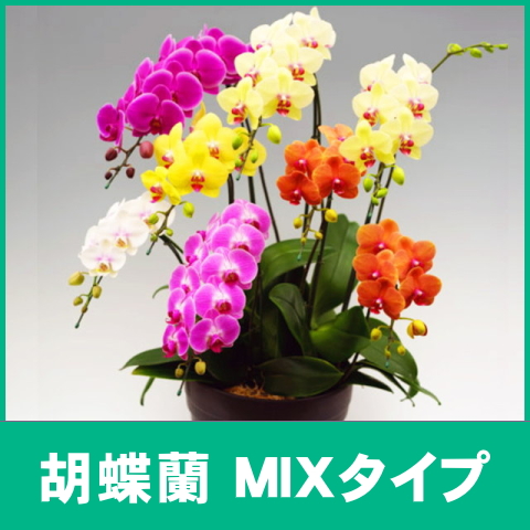 胡蝶蘭 MIXタイプ