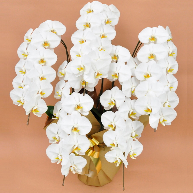 大輪 胡蝶蘭 5本立ち 白 Sクラス ラッピング16種類 通販の花屋 フラワーショップ乃木坂