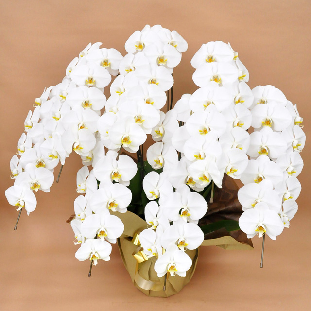 大輪 胡蝶蘭 7本立ち 白 Sクラス ラッピング16種類 通販の花屋 フラワーショップ乃木坂